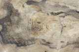 Polished Petrified Wood (Dicot) Slab - Texas #104964-1
